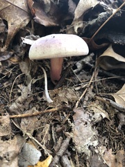 Russula mariae
