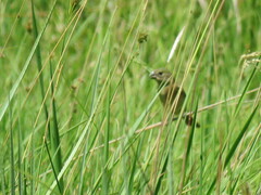 Sporophila