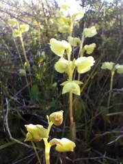 Pterygodium catholicum