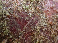 Calypogeia