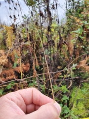 Poa remota