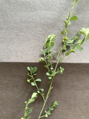 Phyllanthus polygonoides