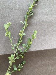 Phyllanthus polygonoides