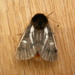 Bag-shelter Moth - Photo (c) Donald Hobern, some rights reserved (CC BY)