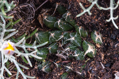 Haworthia nortieri nortieri