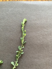 Phyllanthus polygonoides