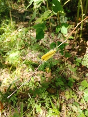Phaegopterina
