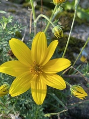 Coreopsis
