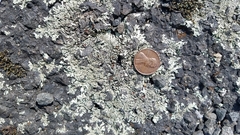 Xanthoparmelia cumberlandia