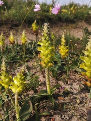 Lachenalia lutea