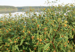 Bidens tripartita