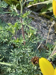 Coreopsis