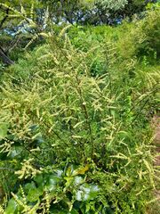 Asterohyptis stellulata