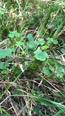 Oxalis