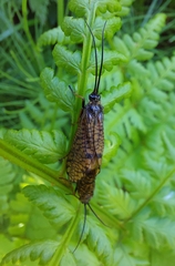 Hagenella clathrata