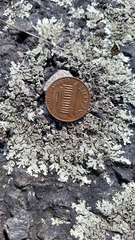 Xanthoparmelia cumberlandia