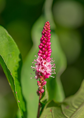 Persicaria amphibia
