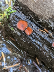 Scutellinia