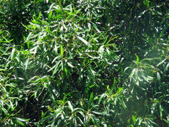 Sapium glandulosum