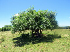 Sapium glandulosum