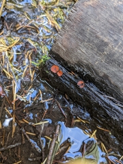 Scutellinia