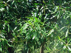 Sapium glandulosum