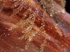 Cephalozia bicuspidata