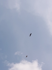 Cathartes aura