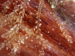 Cephalozia bicuspidata