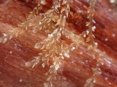 Cephalozia bicuspidata