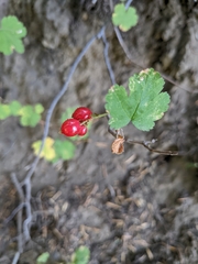 Ribes erythrocarpum