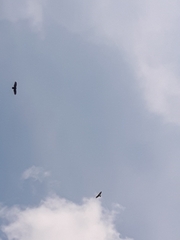 Cathartes aura