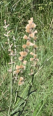 Pterocaulon virgatum
