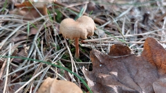 Tubaria furfuracea