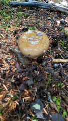 Amanita pantherina