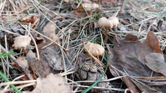 Tubaria furfuracea
