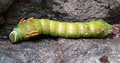 Saturniidae