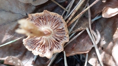 Tubaria furfuracea