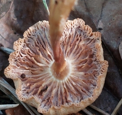 Tubaria furfuracea