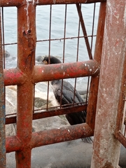 Leucocarbo bougainvillii