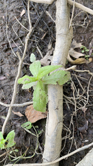 Eupatorium perfoliatum