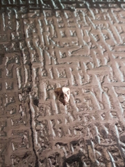 Maliattha synochitis