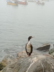 Leucocarbo bougainvillii