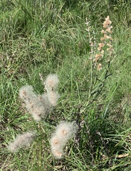 Pterocaulon virgatum