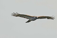 Buteo lineatus elegans