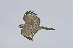 Buteo lineatus elegans