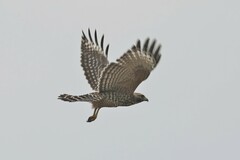 Buteo lineatus elegans