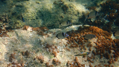 Diplodus vulgaris