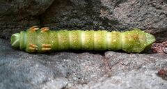 Saturniidae