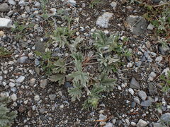 Potentilla hippiana